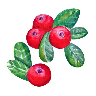 Beyaz bir arka plan üzerinde suluboya yaprakları ile Cranberries. Sulu ve taze kızılcık meyveleri gerçekçi orman el çizilmiş illüstrasyon. Doğal ürün. Orman meyvesi,