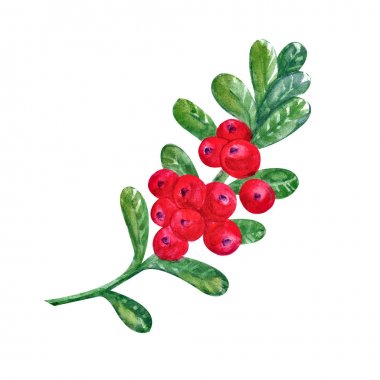 Beyaz bir arka plan üzerinde suluboya yaprakları ile Cranberries. Sulu ve taze kızılcık meyveleri gerçekçi orman el çizilmiş illüstrasyon. Doğal ürün. Orman meyvesi,