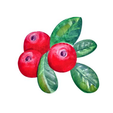 Beyaz bir arka plan üzerinde suluboya yaprakları ile Cranberries. Sulu ve taze kızılcık meyveleri gerçekçi orman el çizilmiş illüstrasyon. Doğal ürün. Orman meyvesi,