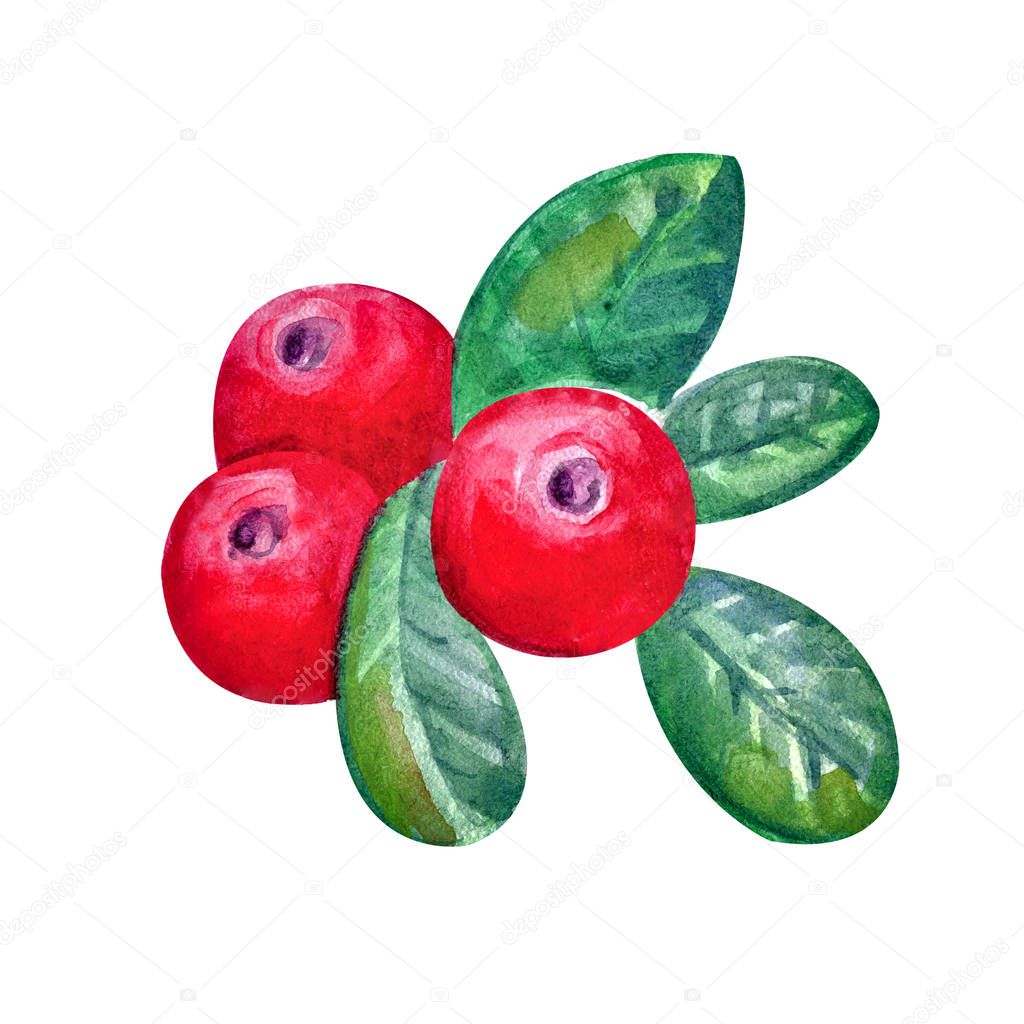 Cranberries with watercolor leaves on a white background. Juicy and fresh cranberry berries realistic forest hand drawn illustration. Natural product. Forest berry,