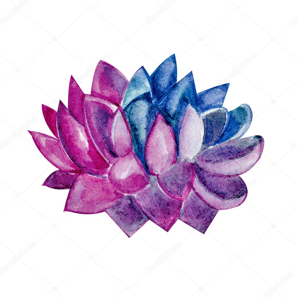 Succulent in watercolor, pink, purple, lilac color on white background. Hand drawn succulentus. Perfect for your project, wedding, greeting cards, photos, banner, blogs, wreaths,
