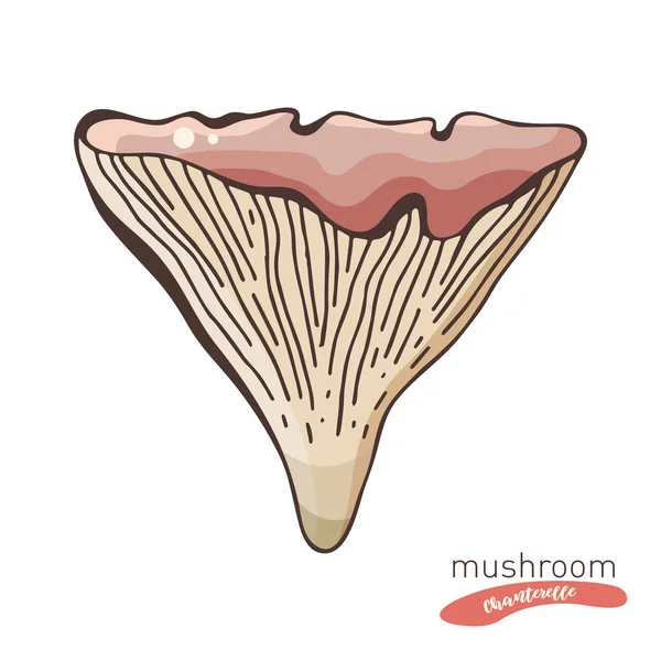 Champiñón Chanterelle en color. Ilustración vectorial dibujada a mano. Dibujo de alimentos aislado sobre fondo blanco. Producto vegetariano ecológico. Ideal para menú, etiqueta, embalaje del producto , — Vector de stock