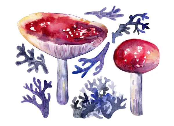 Осіння колекція грибів та лісових трав акварелі. Червоні літають агаром, мохом, лісовою травою. Ізольовані об'єкти на білому тлі. Барвистий, реалістичний стиль . — стокове фото
