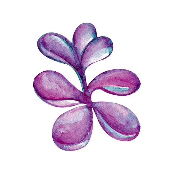 Sappig in aquarel, roze, paars, lila kleur op witte achtergrond. Hand getekende succulentus. Perfect voor uw project, bruiloft, wenskaarten, Foto's, banner, blogs, kransen, — Stockfoto