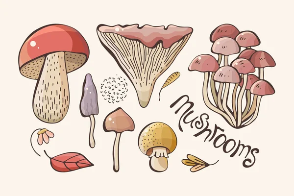 Conjunto vectorial de hongos forestales de colores. Mano dibuja. Inscripción. Surtido de champiñones, champiñones blancos, champiñones de miel, cantarelas, boletus bosquejo patrón de alimentos aislados — Vector de stock