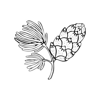 Çam kozalağı ve köknar ağacı nın dalı beyaz arka plan üzerinde izole. El çizilmiş siyah beyaz illüstrasyon. Vektör vintage siyah gravür