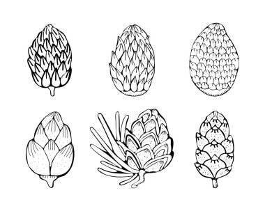 Set Noel çam, köknar ağacı dalları ve koniler kroki. Noel ve Yeni Yıl tasarımı için el çizilmiş vektör kalem çizim elemanları. Beyaz arka planda izole edilmiş. Vektör vintage siyah