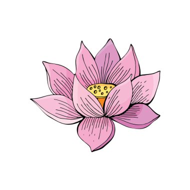 Vektör beyaz arka plan üzerinde Pembe Lotus çiçek. Elle çizilmiş illüstrasyon. Nelumbo. Vintage tarzda Botanik illüstrasyon.