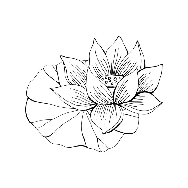 Lotus bloem getekend in zwart-wit lijn in vector. Hand getekende illustratie. Nelumbo. Botanische illustratie in vintage stijl. — Stockvector
