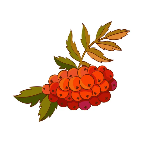 葉と赤い果実を持つローワンの枝。秋のデザイン。ベクトル内の赤い森の果実。秋のベリーのアイコン、ステッカー、ラベルシンボル. — ストックベクタ