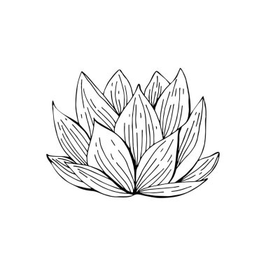 Lotus çiçeği vektör siyah ve beyaz çizgi çizilir. Elle çizilmiş illüstrasyon. Nelumbo. Vintage tarzda Botanik illüstrasyon.