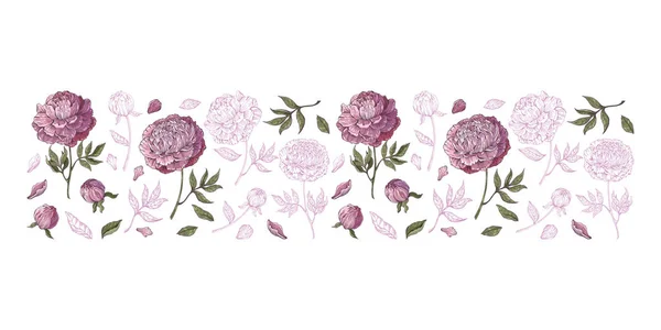 Bordure horizontale Pivoines fleurs, feuilles, tiges, bourgeons dessinés à la main en couleur et en ligne noire et blanche. Ornement Illustration botanique en vecteur. Éléments floraux romantiques . — Image vectorielle