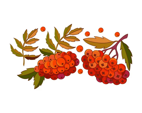 Установить рябины, листья и красные ягоды. Осенний дизайн. Красные лесные ягоды в векторе. Икона, наклейка, символ осенних ягод . — стоковый вектор