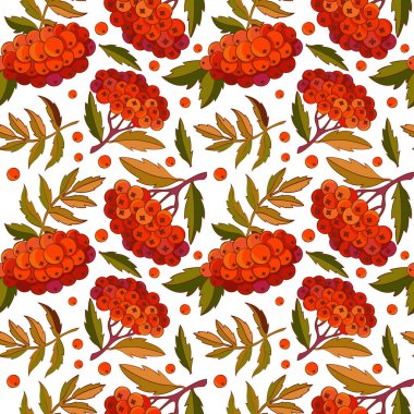 Dikişsiz desen rowan dalı, vektör beyaz arka plan üzerinde yaprakları ve kırmızı meyveleri. Sonbahar tasarımı. Kızıl orman meyveleri. Tasarım tekstil, kumaş, ambalaj, kağıt, yüzey dekorasyon için,