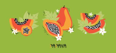 Turuncu papayayı yapraklar ve çiçeklerle süsleyin. Koleksiyoncu el, et ve tohumlarla birlikte tropikal meyvelerin bütün ve dilimlenmiş meyvelerini çizdi. Organik vejetaryen gıdalar. Kara orman meyveleri. Vektör düz resimleme