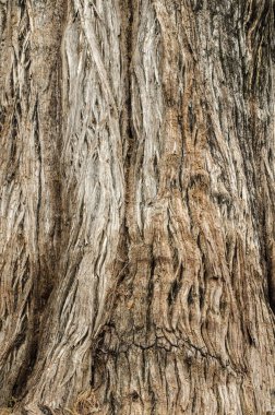 Büyük eski ağaç gövde kabuğu makro doku. Ağaç büyük göğüs yapısı arka plan ve kabuk dokusu ayrıntılı. Ağaç ve ağaç kabuğu gövdesine yakın çekim. Kahverengi ağaç ağaç kabuğu doğal doku arka plan kaba