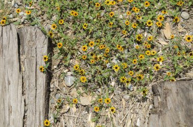 Sarı bahar çiçekleri şehrin ülkesinde demiryolu