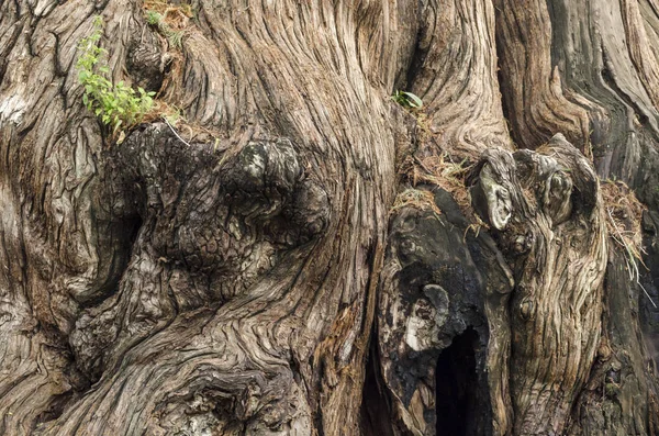 纹理的大老树干树皮宏 树大树干详细的结构背景和树皮的纹理 树干和树皮关闭 粗糙的棕树树皮自然纹理背景 — 图库照片