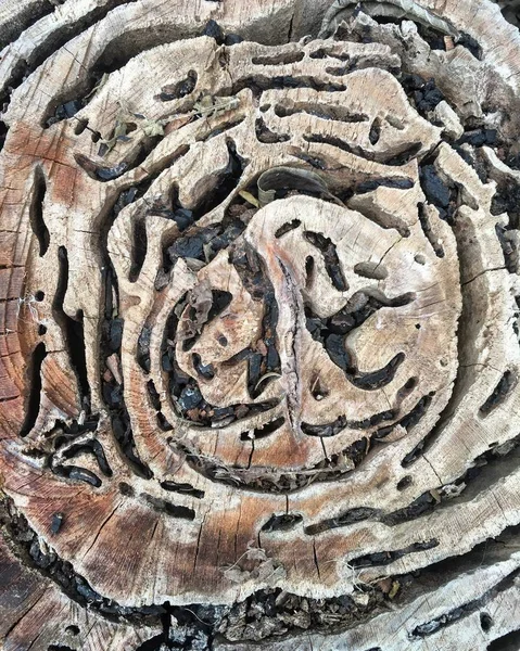 木材纹理的切割日志 老粗糙的木材纹理 — 图库照片