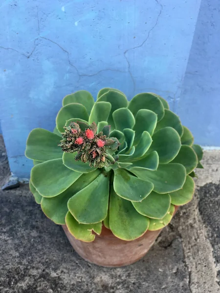 Green succulent plants in a big pot against blue wall