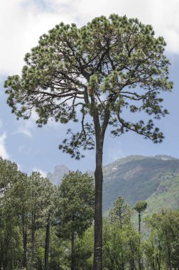 Ormanda uzun ağaç, diğer ağaçlardan öne çıkın. Dağlarda uzun boylu ağaç