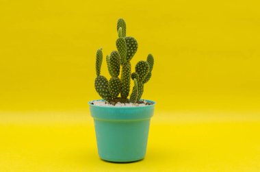 Sarı arka plana karşı plastik bir pot üzerinde küçük kaktüs. Aqua bir plastik kap üzerinde küçük kaktüs 