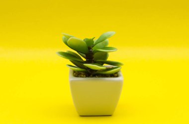 Küçük plastik bitki sarı bir arka plana dayanır. Sarı arka plan beyaz seramik tencerede küçük plastik bitki