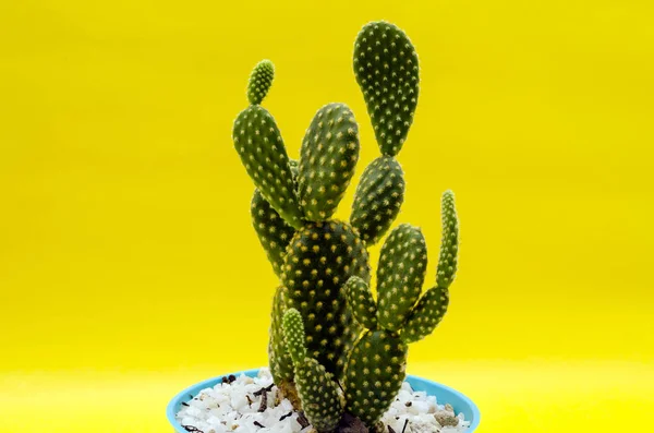 Piccolo Cactus Una Pentola Plastica Sullo Sfondo Giallo Piccolo Cactus — Foto Stock