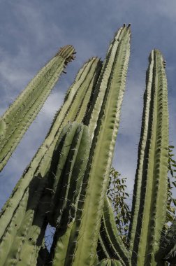 Organ boru mavi gökyüzü ile kaktüs. Oaxaca, Meksika