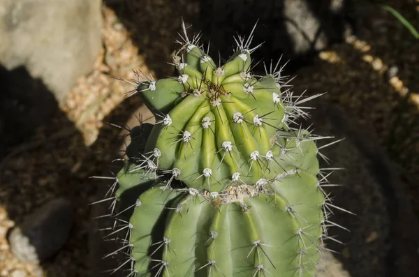 Primer Plano Una Planta Cactus Pera Que Muestra Planta Verde —  Fotos de Stock