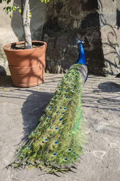 Peacock Indiase Wild Pauw Pavo Cristatus Portret Van Een Prachtige — Stockfoto