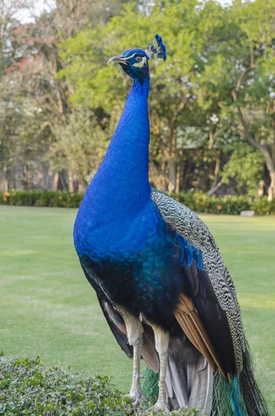 Peacock Indian Wild Peacock Pavo Cristatus Portrait Beautiful Peacock Feathers — Stock Photo, Image