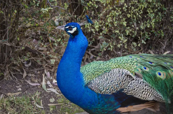 Pavo Real Pavo Real Salvaje Indio Pavo Cristatus Retrato Hermoso — Foto de Stock