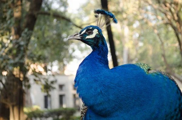 Pavo Real Pavo Real Salvaje Indio Pavo Cristatus Retrato Hermoso — Foto de Stock