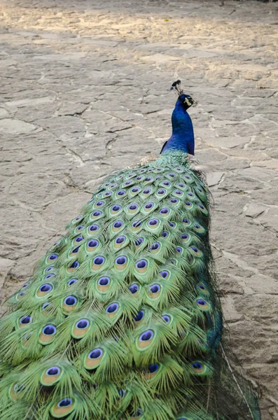 Peacock Indian Wild Peacock Pavo Cristatus Portrait Beautiful Peacock Feathers — Stock Photo, Image