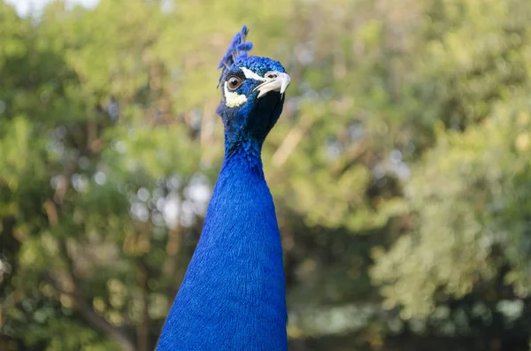 Peacock Indian Wild Peacock Pavo Cristatus Portrait Beautiful Peacock Feathers — Stock Photo, Image