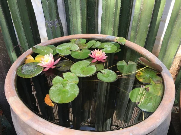 Pink lotus flower and green leaves in a big flowerpot with water and cactus in organ pipe at the back