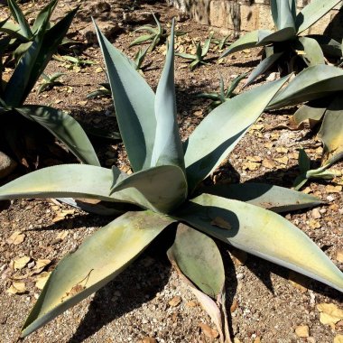 Bahçede yetişen agav bitkileri. Süs bahçesinde egzotik agav bitkiler