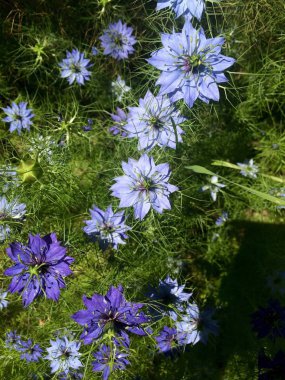 Bahçede menekşe çiçekleri ve çimenler. Renkli sahne, gölge, hatta ışık, birçok çiçek, sığ derinlik.
