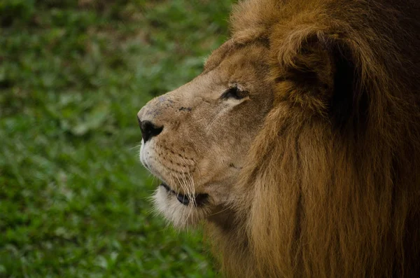 緑の背景に豪華な雄ライオンの肖像画 大きな男性アフリカライオンの側面の肖像画 — ストック写真