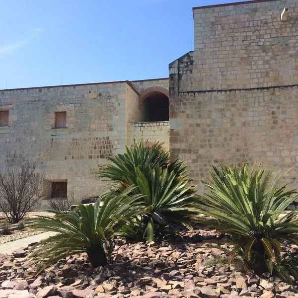 Oaxaca Oaxaca Mexico April 2016 Maguey Planten Tuin Een Zonnige — Stockfoto