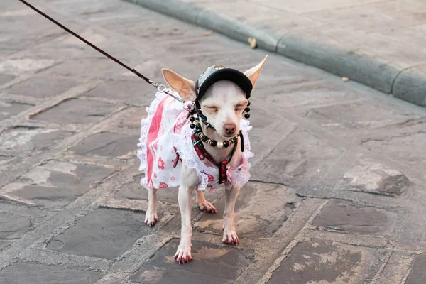 Perro Chihuahua Femenino Beige Vestido Con Vestido Rosa Blanco Una —  Fotos de Stock