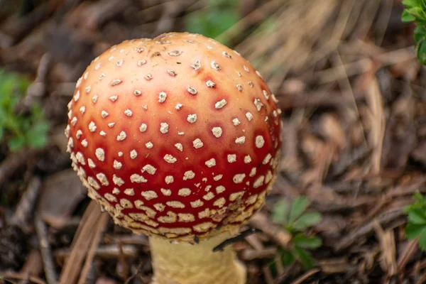 Amanita Muscaria Mushroom Close Minimal Nature Background — Stock Photo, Image