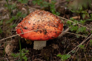Amanita muscaria mantar kapatın. En az doğa arka plan