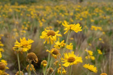 Bulanık arka plan ve kopya alanı ile yüksek dağ sarı çiçekler
