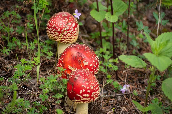 Amanita muscaria mushrooms close up. Minimal nature background