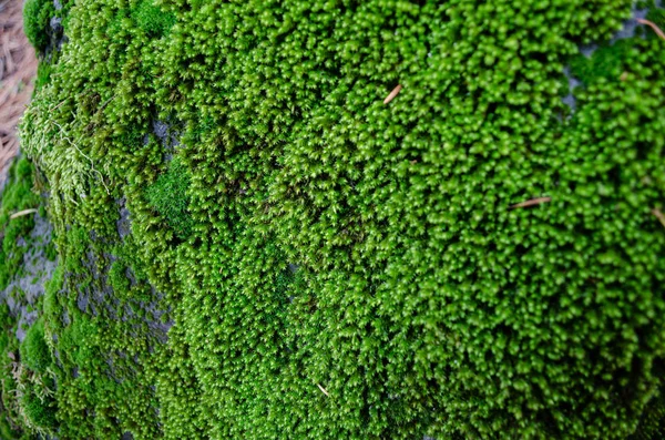 Moha Textúra Moss Háttér Zöld Moha Grunge Textúra Háttér — Stock Fotó