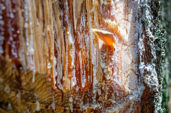 Amber Pine Resin Natural Extraction Turpentine Form Trunk Bark Tree — Stock Photo, Image