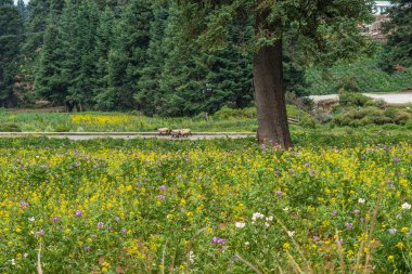 Çam ağaçları, sarı ve mor çiçekler ve koyun ile Orman manzara. El Conejo, Perote, Veracruz, Meksika