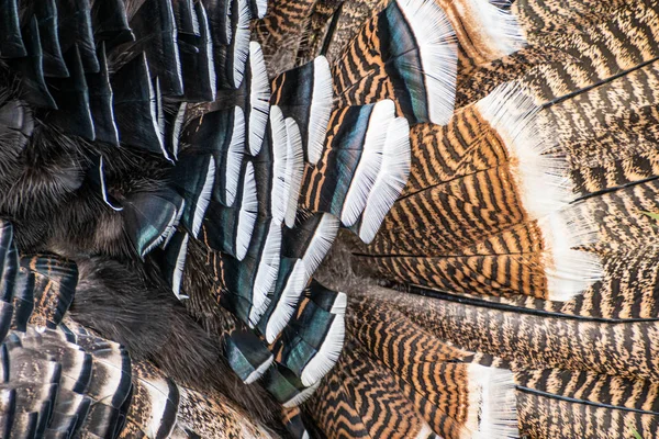 Turkey feathers close up. Brown and black turkey feathers close up